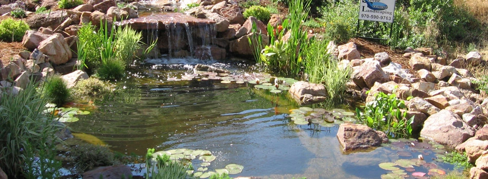 Custom natural pond with a waterfall feature at a residential property in Windsor, CO.