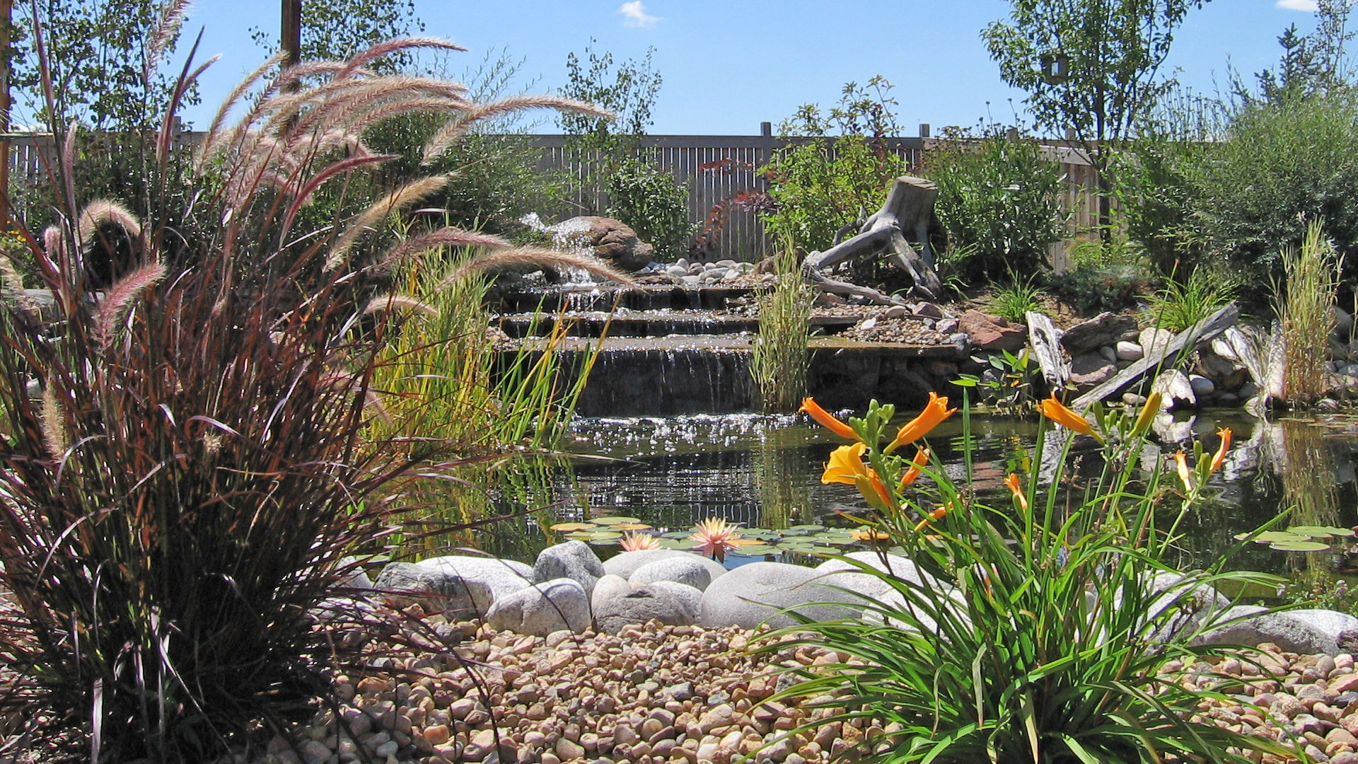New rock water fall into a pond with a patio in Loveland, CO.